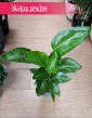Mała Strelicja Nicolai, Mała Strelitzia Nicolai na prezent do domu do mieszkania z dostawą, Mała Strelicja Biała