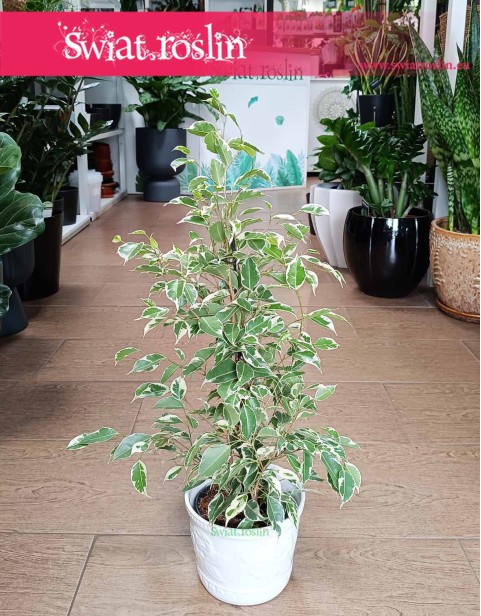 Fikus Benjamina Twilight, Ficus Benjamina Twilight, Figowiec Benjamina Twilight