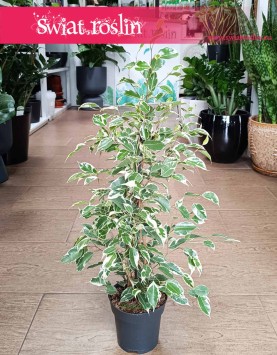 Fikus Benjamina Twilight najlepsza jakość najlepsza cena z dostawą ze sklepu, Ficus Benjamina Twilight