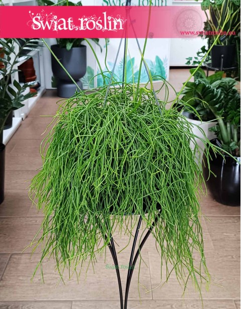 Rhipsalis Baccifera Oasis, Rypsalis Baccifera Oasis