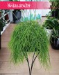 Rhipsalis Baccifera Oasis, Rypsalis Baccifera Oasis