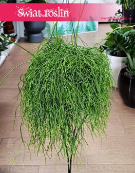 Rhipsalis Baccifera Oasis, Rypsalis Baccifera Oasis sklep z roślinami dla biura do firmy do mieszkania do domu