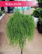Rhipsalis Baccifera Oasis, Rypsalis Baccifera Oasis sklep z roślinami dla biura do firmy do mieszkania do domu
