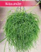 Rhipsalis Baccifera Oasis, Rypsalis Baccifera Oasis modne rośliny donczkowe do biura do firmy