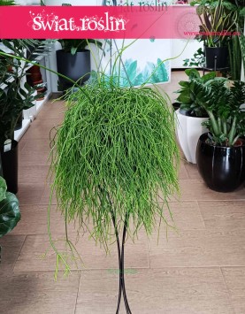 Rypsalis Baccifera Oasis w najlepszej cenie i jakości z dostawą, Rhipsalis Baccifera Oasis. Roślina patyczak