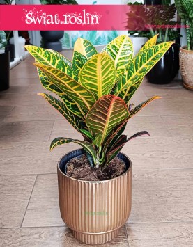 Kroton Petra, Trójskrzyn, Codiaeum