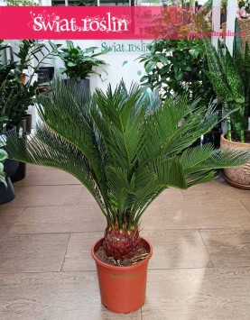 Sagowiec odwinięty, Sagowiec wygięty, Cycas Revoluta, Cykas modne rośliny  z insta sklep online