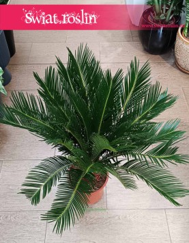 Sagowiec odwinięty, Sagowiec wygięty, Cycas Revoluta, Cykas, rośliny doniczkowe sklep internetowy online z dostawą