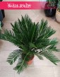 Sagowiec odwinięty, Sagowiec wygięty, Cycas Revoluta, Cykas, rośliny doniczkowe sklep internetowy online z dostawą