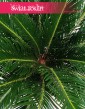 Cycas Revoluta wnajlepszej cenie i jakości z dostawą ze sklepu online, Sagowiec Odwinięty, Sagowiec Wygięty