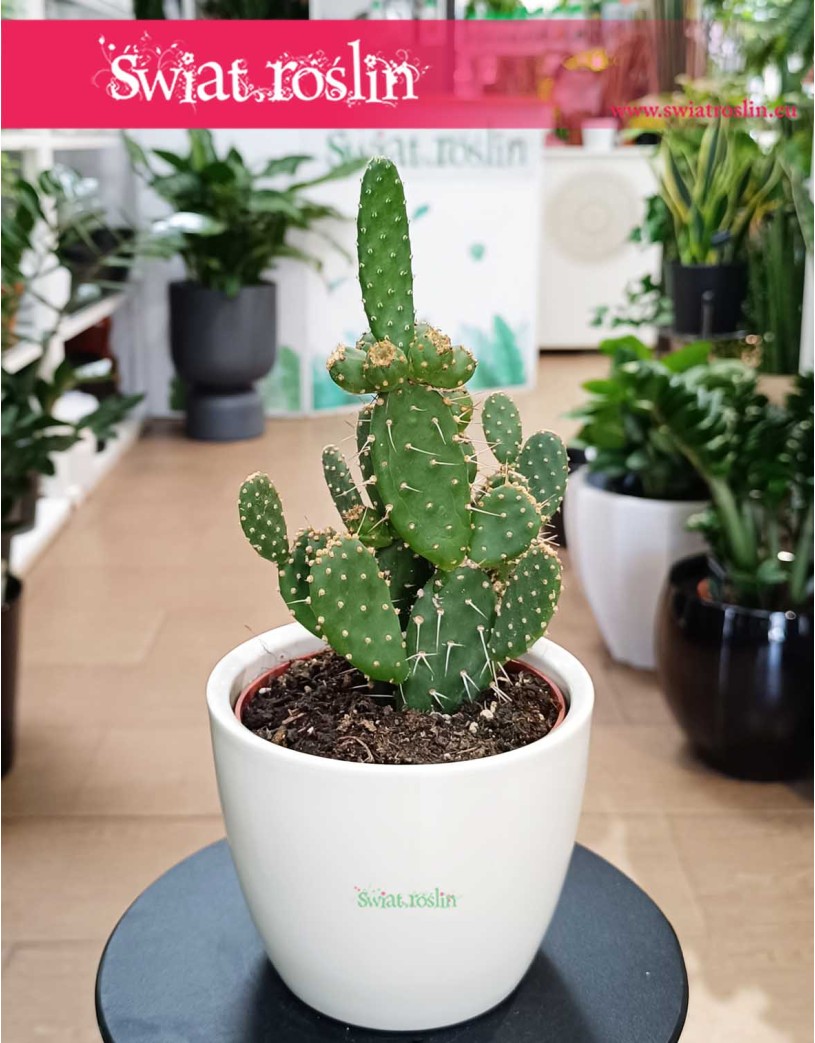 Opuncja Quitensis, Opuntia Quitensis