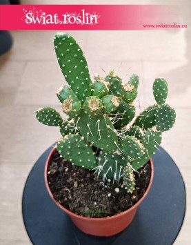 Opuncja Quitensis sklep z roślinami doniczkowymi online, Opuntia Quitensis