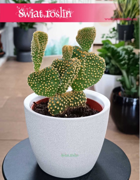 Opuncja Microdasys Cristata, Opuntia Microdasys Cristata