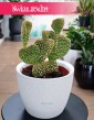 Opuncja Microdasys Cristata, Opuntia Microdasys Cristata