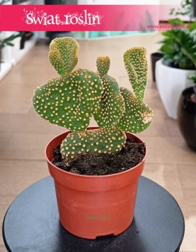 Opuncja Microdasys Cristata kup online interentowo z dostawą pod drzwi, Opuntia Microdasys Cristata