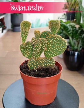 Opuncja Microdasys Cristata do kupienia w Krakowie w sklepie Świat Roślin, Opuntia Microdasys Cristata