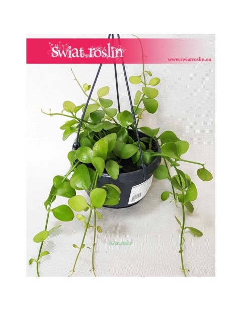 Dischidia Imbricata, Diszidia Imbrykata 2