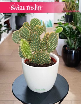 Opuncja Microdasys var. Pallida, Opuntia Microdasys var. Pallida