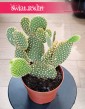 Opuncja Microdasys var. Pallida kup online z dostawą, Opuntia Microdasys var. Pallida