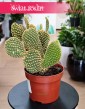 Opuncja Microdasys var. Pallida do kupienia w Krakowie w sklepie Świat Roślin, Opuntia Microdasys var. Pallida