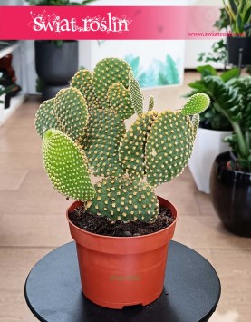 Opuncja Microdasys var. Pallida w najlepszej cenie i jakości online z dostawą, Opuntia Microdasys var. Pallida