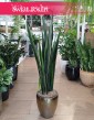 Sansevieria Black Golden, Sansewieria Black Golden, Sansewiera Black Golden, Sanseviera Black Golden