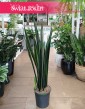 Sansevieria Black Golden do kupienia w najlepszej cenie online z dostawą kurierem, Sansewieria Black Golden