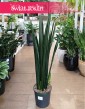 Oczyszczająca powietrze Sansevieria Black Golden do kupienia w sklepie internetowym online, Sansewieria Black Golden