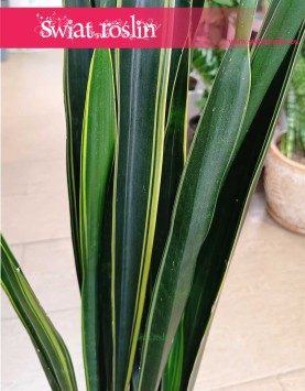 Najpiękniejsza Sansevieria Black Golden do biura firmy lub mieszkania, Sansewieria Black Golden
