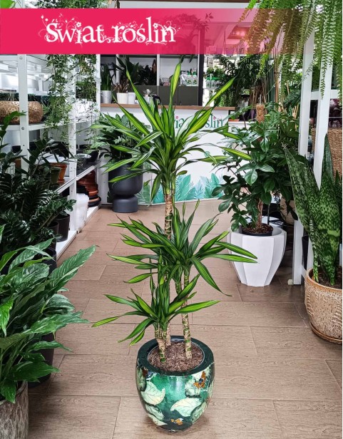 Dracena Fragrans Riki, Dracaena wonna Riki, Dracaena Fragrans Riki, Dracena Wonna Riki
