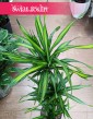 Dracena Fragrans Riki, Dracaena wonna Riki sklep z roslinami doniczkowymi online z dostawą