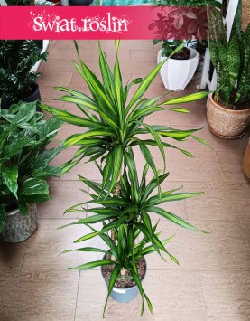 Dracena Fragrans Riki do kupienia w sklepie z roslinami online z dostawą, Dracaena wonna Riki