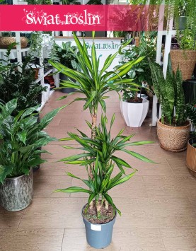 Dracaena Fragrans Riki, Dracena Wonna Riki w najlepszej cenie i jakości go kupienia w Krakowie lub online z dostawą