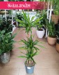 Dracaena Fragrans Riki, Dracena Wonna Riki w najlepszej cenie i jakości go kupienia w Krakowie lub online z dostawą