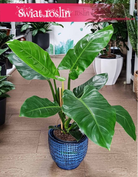 Filodendron Imperial Green, Philodendron Imperial Green