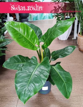 Filodendron Imperial Green sklep online internowy z roslinami doniczkowymi, Philodendron Imperial Green