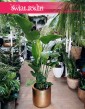 Wielka Strelicja Nicolai, wielka Strelitzia Biała, Wielka Strelicja Biała