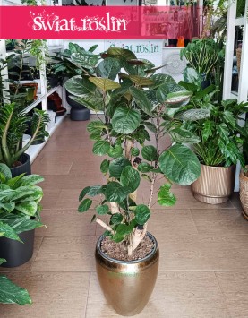 Duży Polyscias Fabian, Wielka Aralia Fabian
