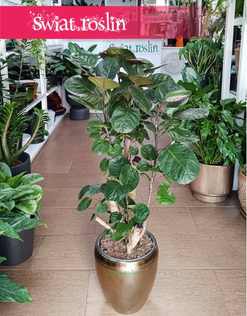 Duży Polyscias Fabian, Wielka Aralia Fabian