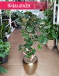 Duży Polyscias Fabian, Wielka Aralia Fabian