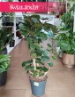 Wielki Polyscias Fabian, Duża Aralia Fabian piękny bonzai do domu do mieszkania do firmy