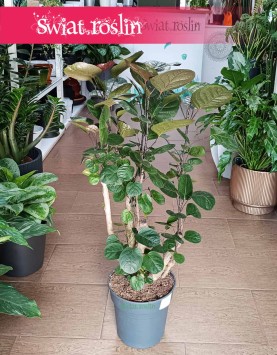 Wielki Polyscias Fabian kup w Krakowie w sklepie stacjonarnym , Wielka Aralia Fabian z dostawą