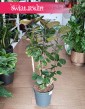 Wielki Polyscias Fabian kup w Krakowie w sklepie stacjonarnym , Wielka Aralia Fabian z dostawą