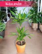 Dracena Fragrans Riki, Dracaena wonna Riki, Dracaena Fragrans Riki, Dracena Wonna Riki