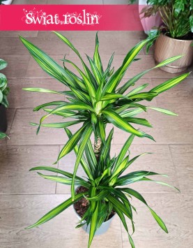 Dracena Fragrans Riki, Dracaena wonna Riki sklep z roslinami doniczkowymi online z dostawą