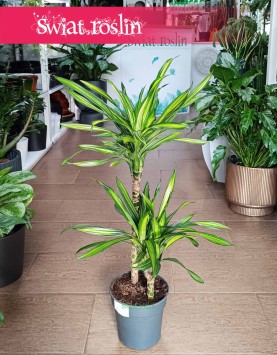 Dracaena Fragrans Riki, Dracena Wonna Riki w najlepszej cenie i jakości go kupienia w Krakowie lub online z dostawą