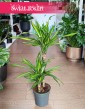 Dracena Fragrans Riki do kupienia w sklepie z roslinami online z dostawą, Dracaena wonna Riki