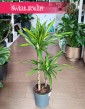 Dracaena Fragrans Riki, Dracena Wonna Riki do biura do firmy do mieszkania do kawiarni do restauracji z dostawą online