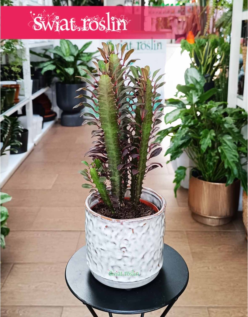 Euphorbia Trigona Rubra, Wilczomlecz Trigona Rubra