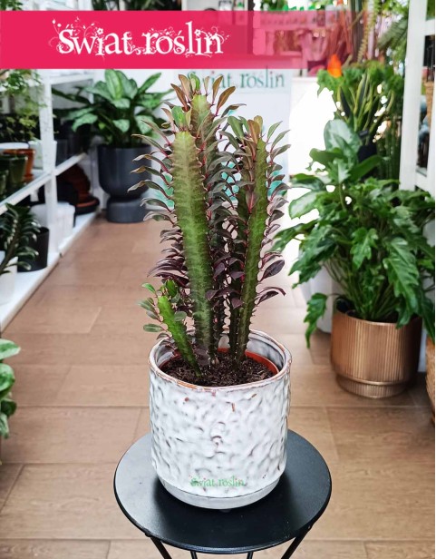 Euphorbia Trigona Rubra, Wilczomlecz Trigona Rubra